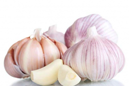 fresh garlic